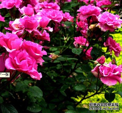 花卉