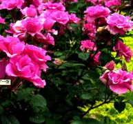 我想要最省事最省钱的空气净化方案