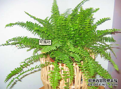 波斯顿蕨