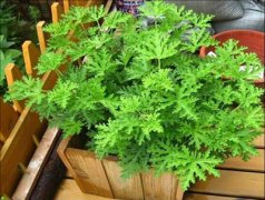 可以净化空气的植物，你是否知道？